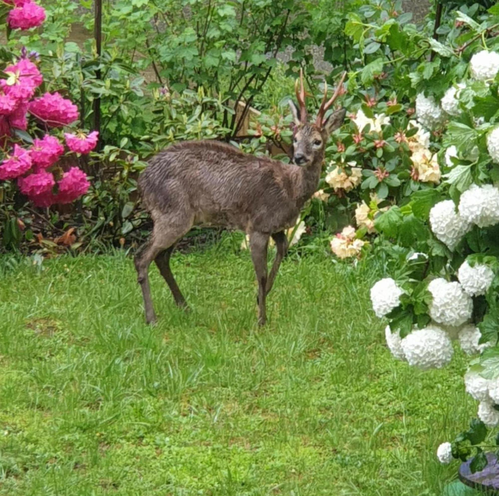 Les Tables Aux Vaches Raviege Hotel La Salvetat-sur-Agout Kültér fotó